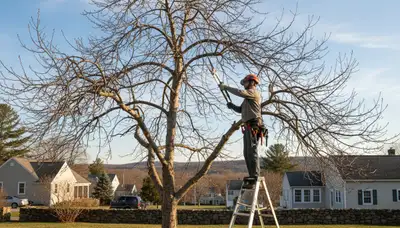 Arborist pruning fruit tree in Saugus MA backyard orchard for healthy growth and higher yield