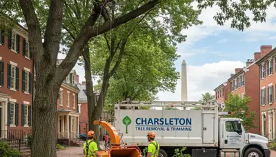Professional tree removal service in Saugus MA safely clearing trees for local homeowners