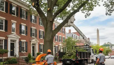 Professional tree removal service in Saugus MA safely clearing residential property trees