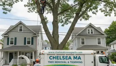 Professional tree removal service in Saugus, MA safely cutting large backyard oak tree
