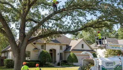 Arborist trimming residential oak tree in Saugus, MA for Chop Chop Tree professional tree service
