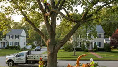 Professional tree removal service in Saugus, MA safely cutting and clearing large backyard trees