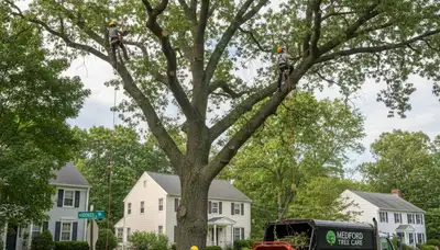 Professional tree removal service in Saugus MA safely cutting and clearing trees for local properties