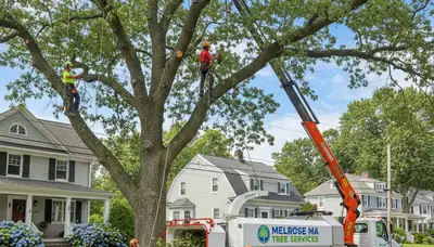 Professional tree removal service in Saugus MA safely cutting and clearing trees for homeowners