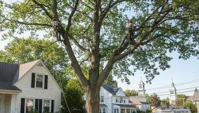 Professional tree removal service crews working in residential yard in Saugus, MA