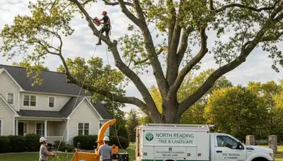 Professional tree removal service in Saugus MA safely cutting and clearing large trees