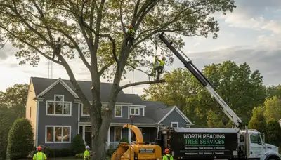 Professional tree removal service in Saugus MA safely cutting and clearing large trees