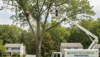 Professional tree removal service in Saugus MA safely cutting and clearing large residential trees