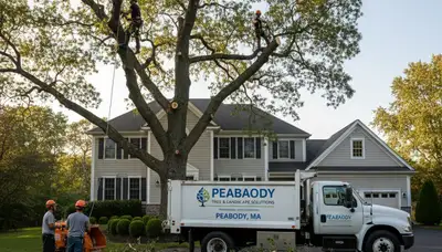 Professional tree removal service in Saugus MA safely cutting large oak near residential property