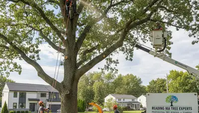 Professional tree removal service in Saugus, MA safely cutting and clearing trees