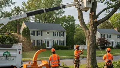 Professional tree removal service in Saugus, MA clearing large trees safely