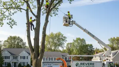 Professional tree removal service in Saugus MA safely cutting and clearing large backyard trees