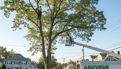 Professional tree removal service crew working in Saugus, MA