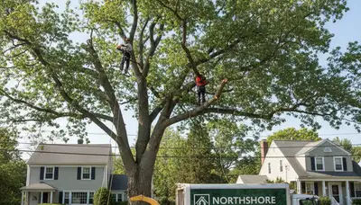 Professional tree removal service in Saugus MA safely cutting and clearing residential trees