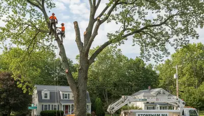 Professional tree removal service in Saugus MA clearing large oak safely for homes and businesses