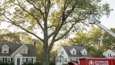 Professional tree removal service in Saugus MA clearing large oak safely