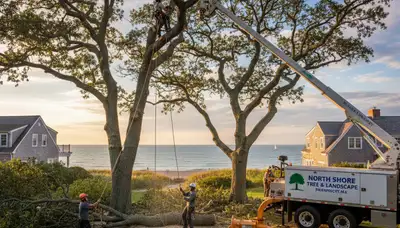 Professional tree removal service team working in Saugus MA residential area