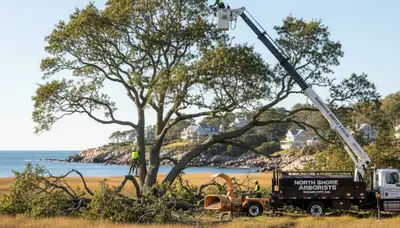 Professional tree removal service in Saugus MA safely cutting large oak near residential property