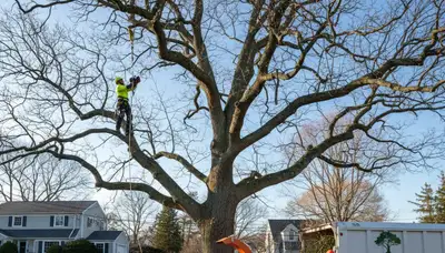 Professional tree removal service in Saugus MA safely cutting and clearing large oak tree