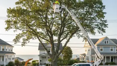 Professional tree removal service in Saugus MA safely cutting large oak near residential property