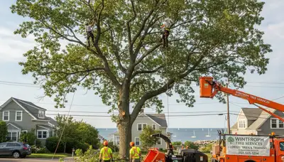Professional tree removal service team working in Saugus MA yard safely cutting large oak tree